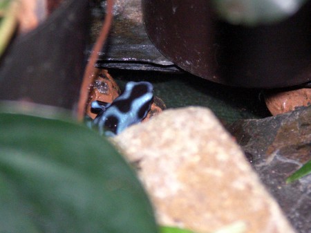 Dendrobates auratus blue